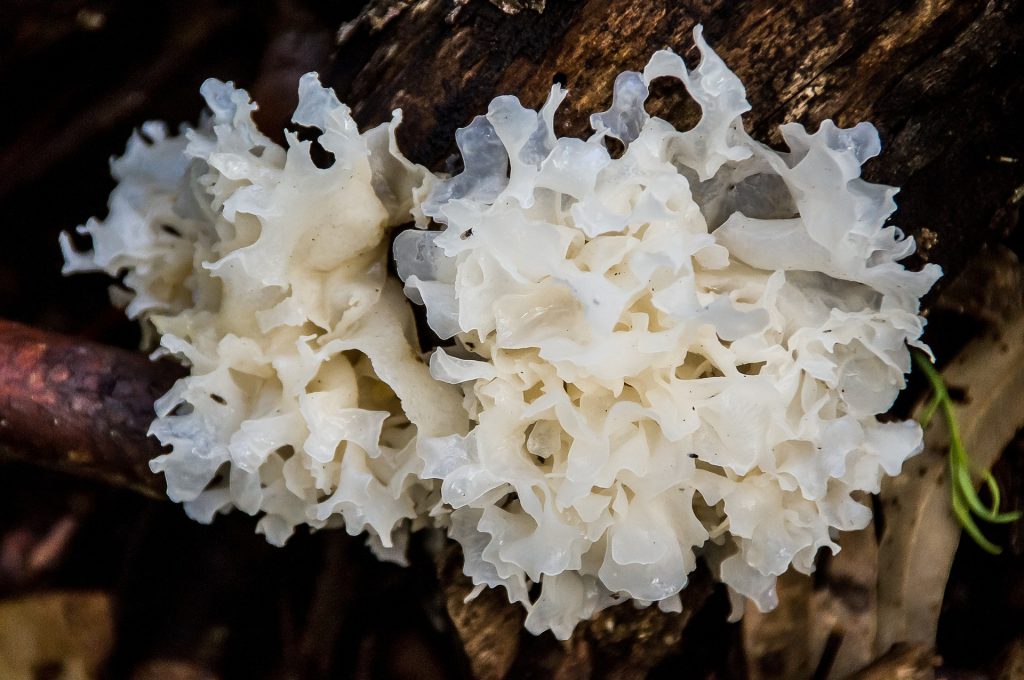 Tremella