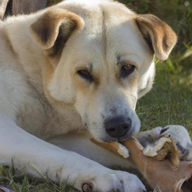 Czym jest ser himalajski dla psów (gryzak)?